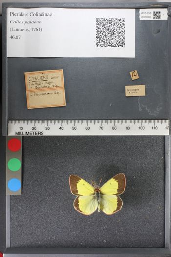 Media type: image;   Entomology 118966